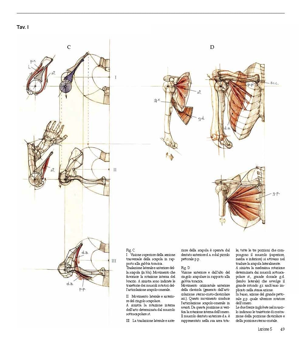 Struttura uomo in movimento. Manuale di anatomia artistica