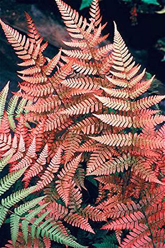 kratzbaum kaktus action 🌵Kaktus-Kratzbaum mit Hängematte und Höhle – EasyPetStore