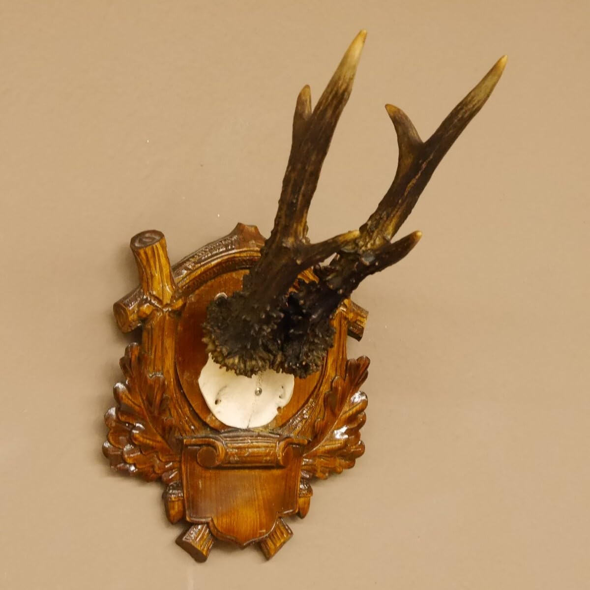 Corna di cervo 6 er capitale capitale peso 330 g Bock REH corna trofeo scudo