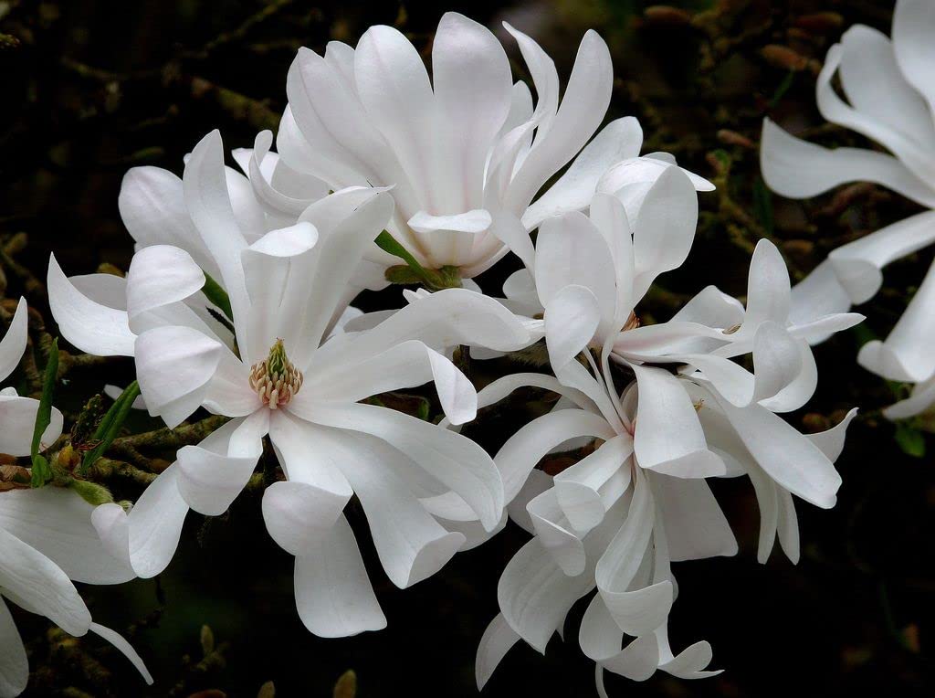Magnolia stellata 'Water Lily' in 9cm Pot - (Star Magnolia) - Beautiful White Spring Flowers (1 Plant)