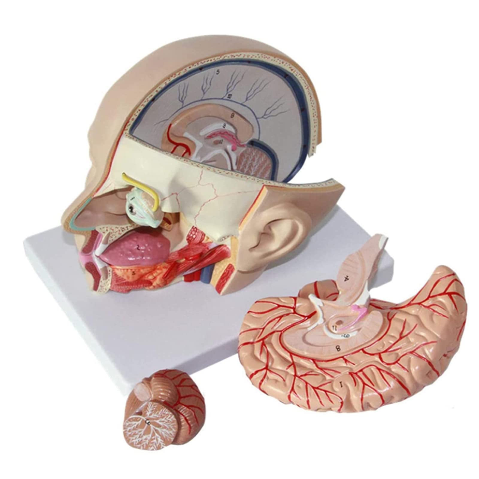 Modello di Cervello Umano Modello di Anatomia della Testa Umana Modello anatomico del Cervello attaccato alla Testa Mode
