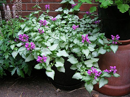 Purple Dragon Lamium Set of 3 Pots Groundcover Plants