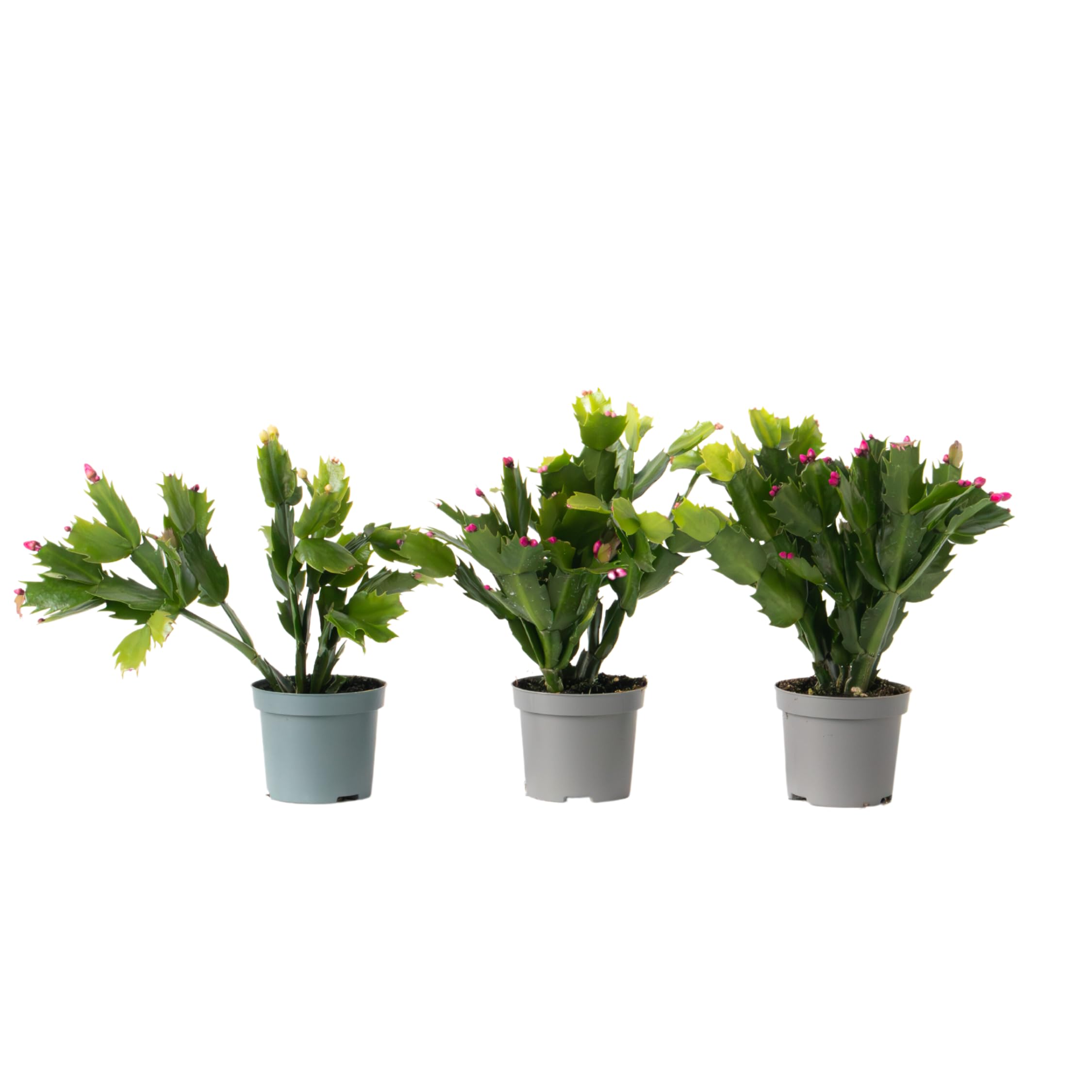 Plant in a Box - Schlumbergera 'November Cactus' - Quantity: 3 -  Schlumbergera - Red, Pink, White - Potted Plant - Pot Size 9 cm - Height  15-25 cm : Amazon.se: Garden