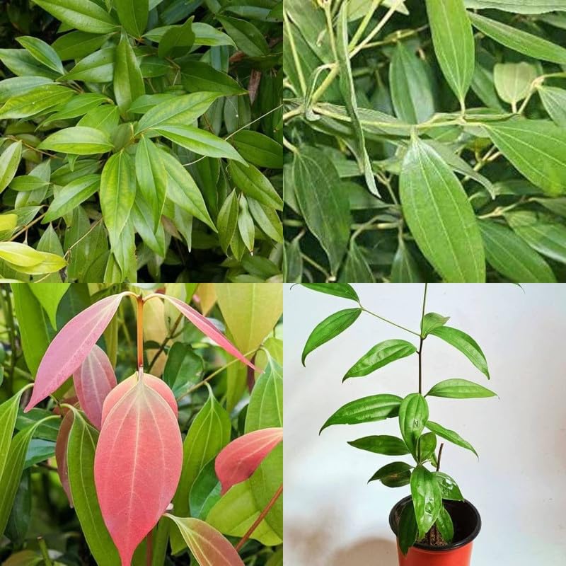Bay leaf plant hybrid, Live Bay leaves plant Tej patta Tamalpatra Indian bay leaf pack of 1-image-39