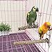 PINVNBY 3Pcs Bird Perches for Cage, Nature Wood Prickly Parrot Stand Toy Paw Grinding Stick for Small Medium Birds Parrot Parakeet Cockatiel Conure Cage Accessory