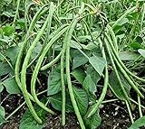 Bush Long Green Bean Seeds Non-GMO Vegetable Seeds 30 Seeds