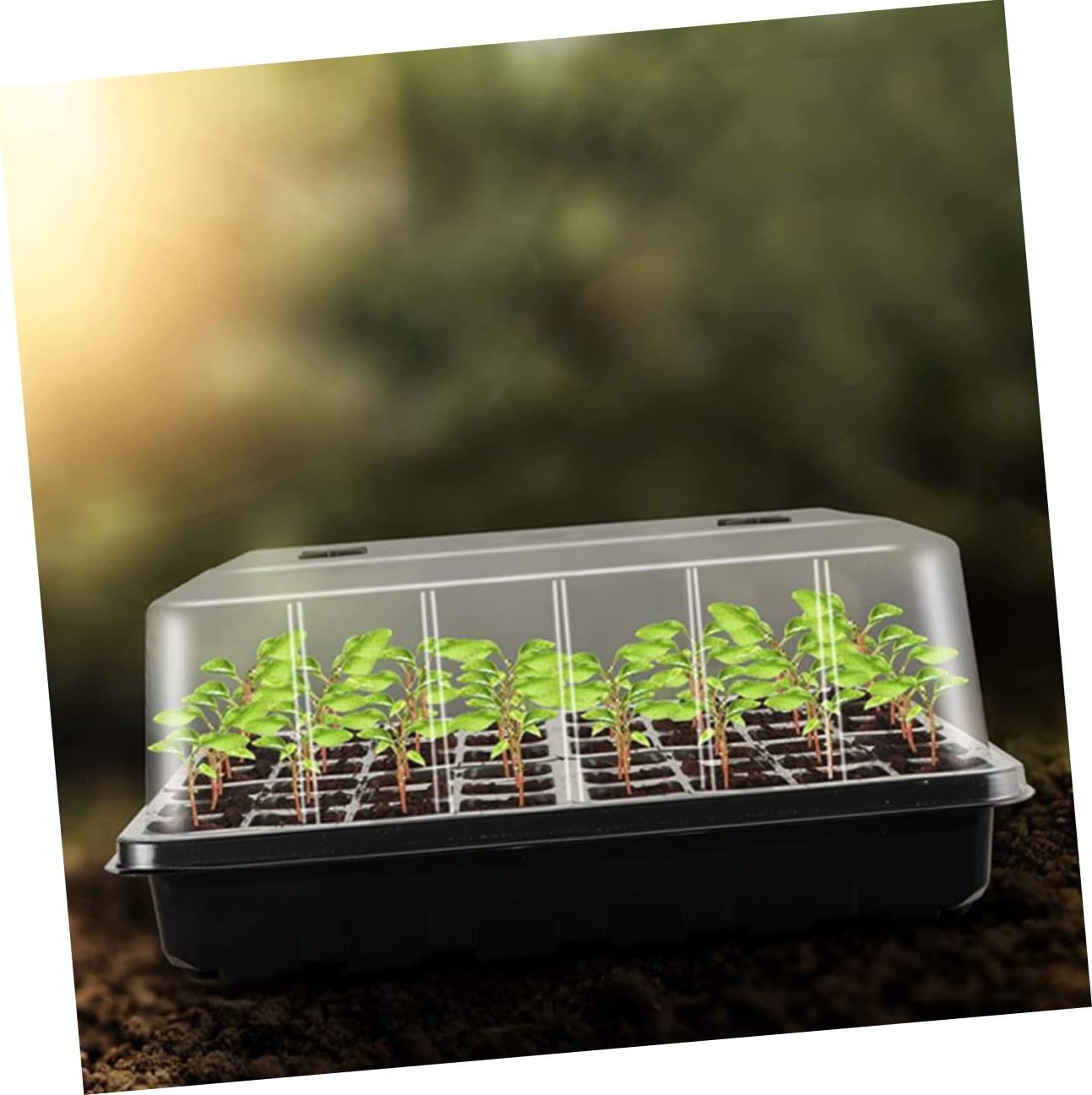 Angoily Seedling Starter Tray with Elevated Humidity Dome Plastic Germination Nursery Tray for Succulents and Leaf Cuttings for Indoor Plant Propagation