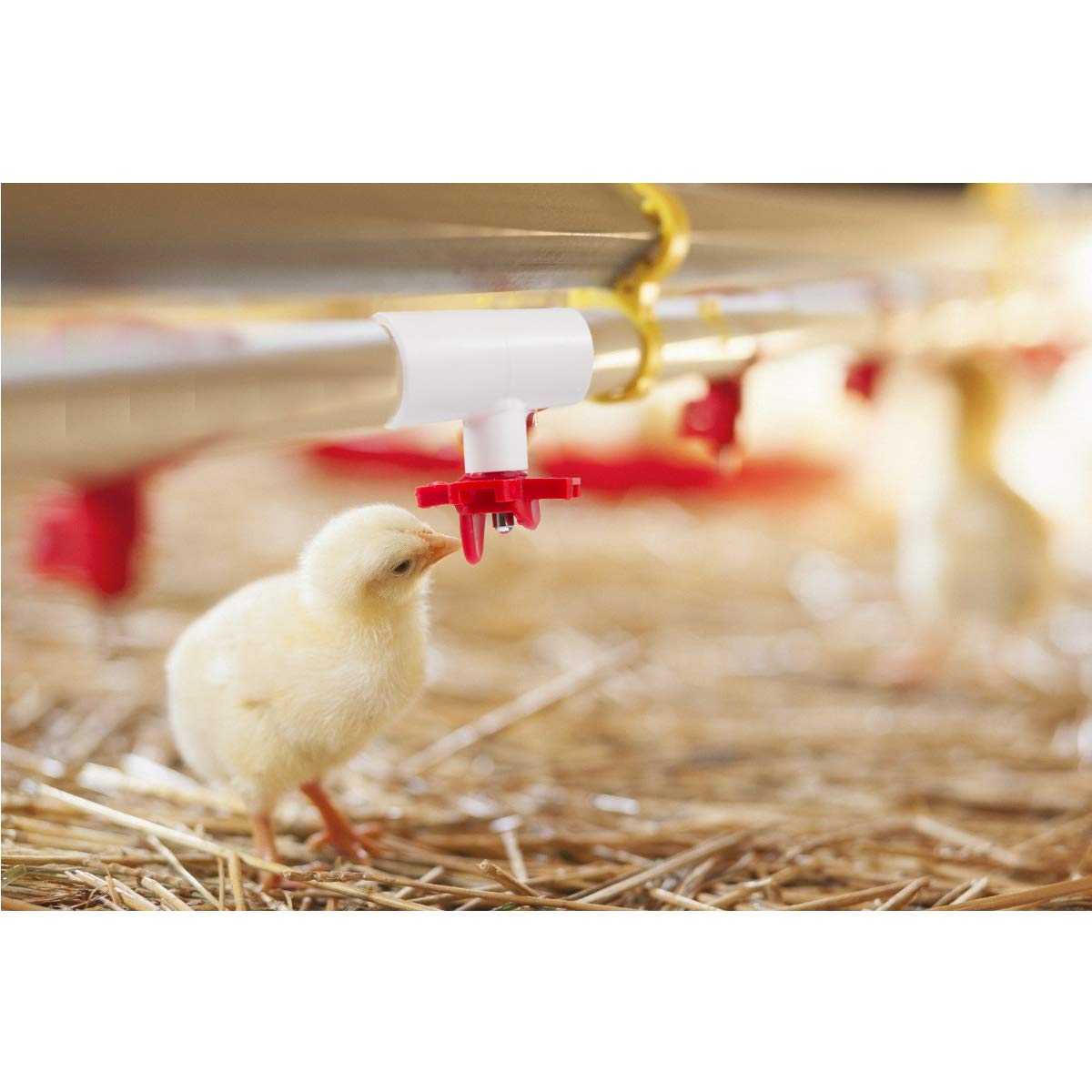 MEWTOGO Pack of 20 Chicken Waterer PVC Tee Fittings Fully Automatic