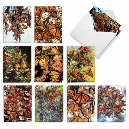 Cartes de vœux et enveloppes The Monarchs AM9538OCB-B2 assorties