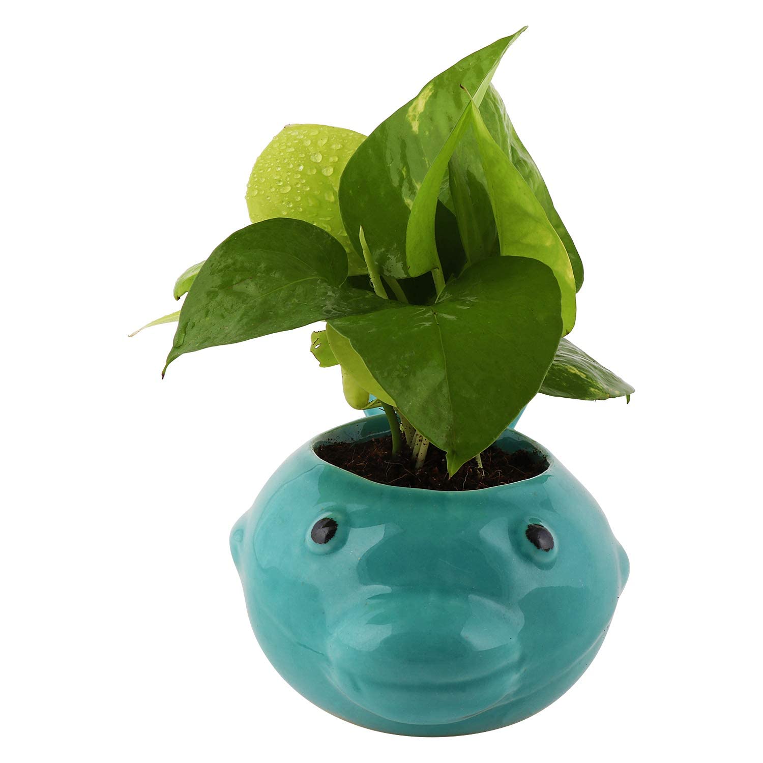 Leafy Tales Whale Fish Shape Ceramic Pot Aqua, Pot Only (B09NHRYP3G) Amazon Price History, Amazon Price Tracker