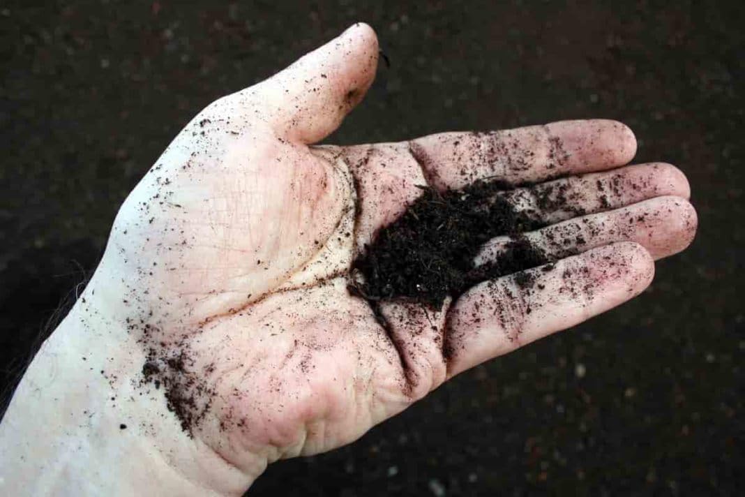 Neelanjana Black Forest Soil - Premium Organic Soil for Lush Plant Growth - 25KG. (B0CSFTC47P) Amazon Price History, Amazon Price Tracker