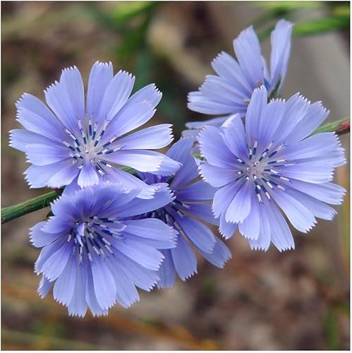 Everwilde Farms - Semillas de flores silvestres de achicoria de 1 libra - Gold Vault