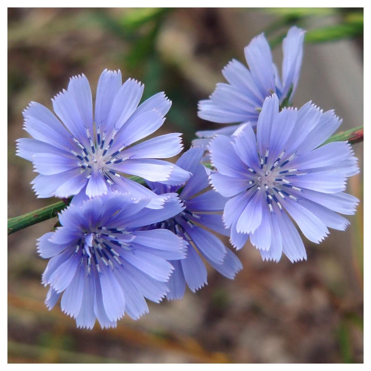 Everwilde Farms - 1/4 Lb Chicory Wildflower Seeds - Gold Vault