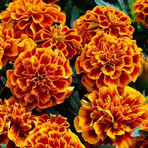 U-GROW INDIA MARIGOLD DWARF FLOWER SEEDS (100 SEEDS/PACKET) (B09293NGSV) Amazon Price History, Amazon Price Tracker