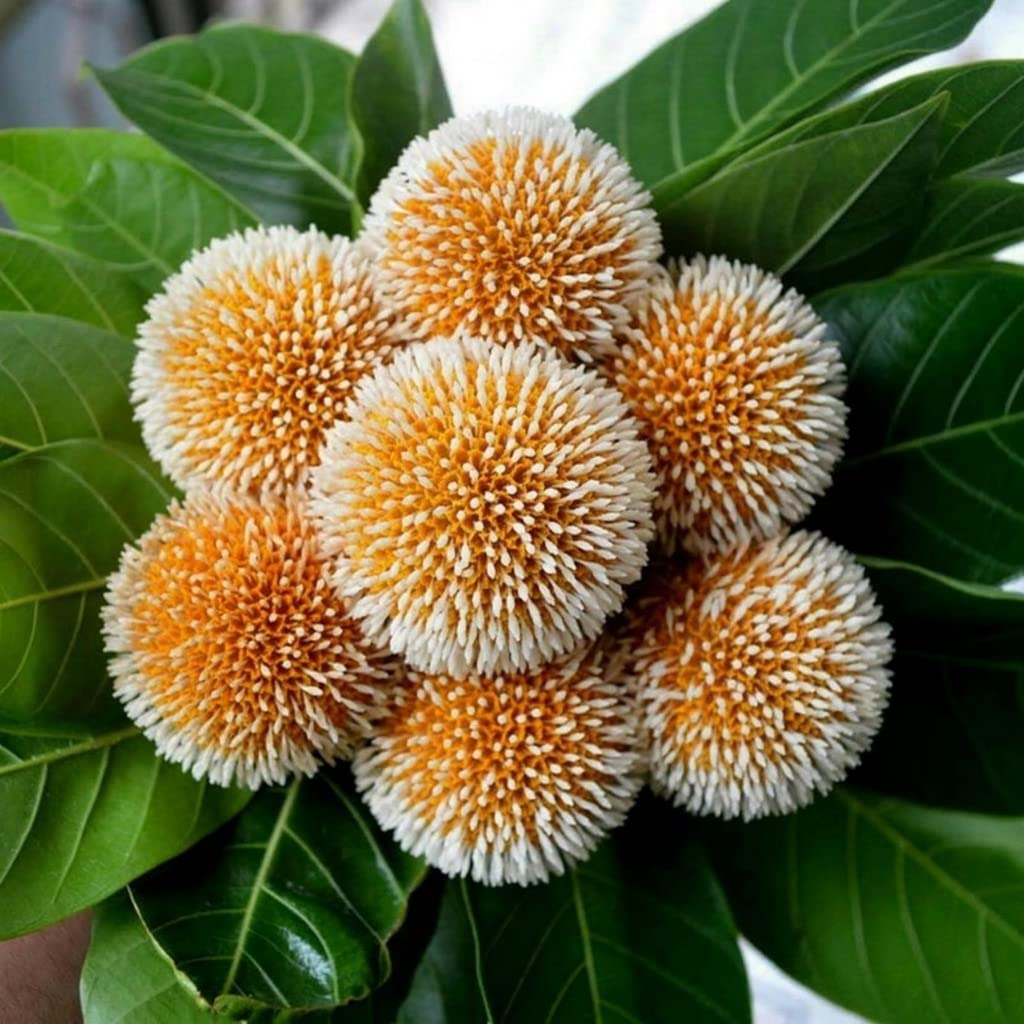 Creative Farmer Kadam/Neolamarckia Cadamba Kadambu (Burflower) Kadamb Katampu Rudrakskamba Kaduavalatige Beautiful Tree Anthocephalus Kadamba Cadamba Living Plant Poly Bag (Healthy Live Plant) (B09SCTNLPK) Amazon Price History, Amazon Price Tracker