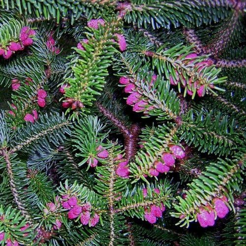 Dwarf Greek Fir Meyers Dwarf 2 - Year Tree
