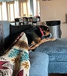 Review Image by Amazon Customer Amazon Customer