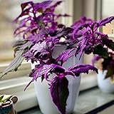 Purple Passion Plant Live - Gynura | Size 4 Inch Tall | Easy to Grow Indoor Houseplant for Home & Office | Vibrant Purple Velvet Foliage, Low Maintenance
