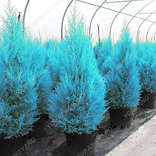 ShopMeeko GRAINES: 100pcs plantes rares arbres Platycladus plantes est Thuya plantes Conifer Bricolage Jardin Plantes Bo: graines rares Cover