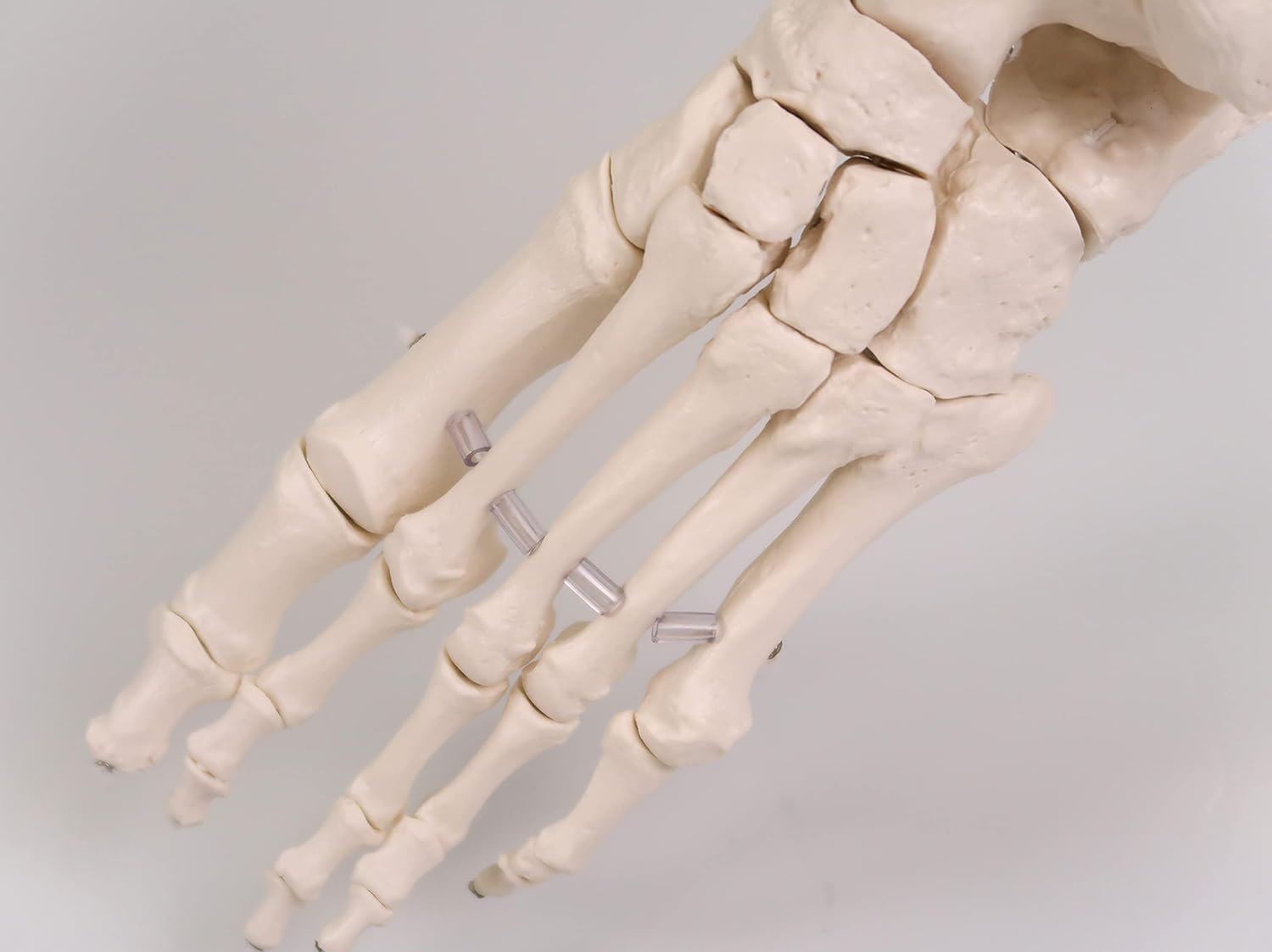 足の骨格模型，各骨は伸縮コードで連結 - 足の骨モデル，脛骨・
