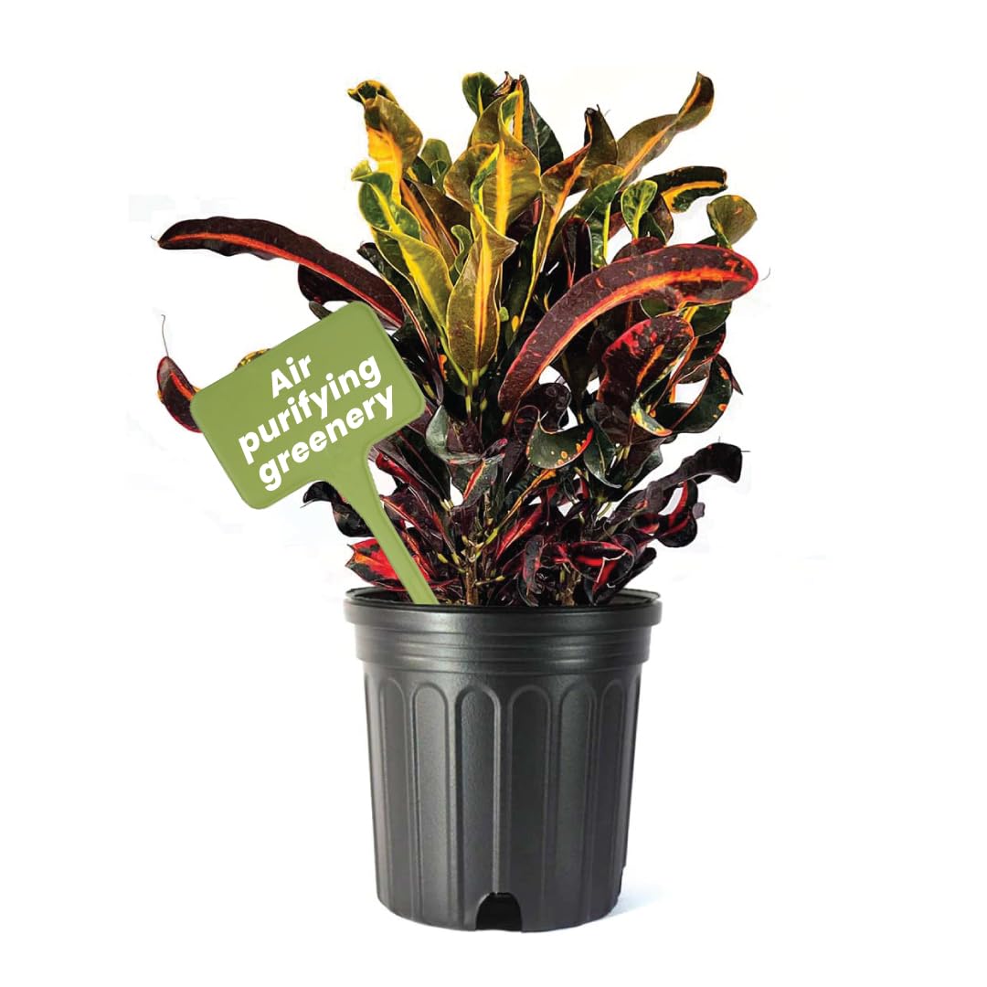 American Plant Exchange Mammy Croton 10-Inch Pot