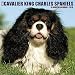 Just Cavalier King Charles Spaniels 2018 Calendar