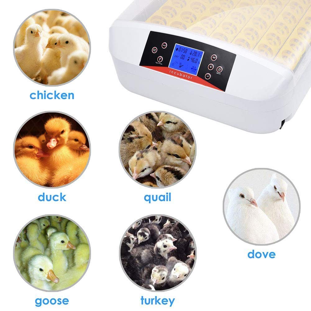Inkubator 56 Eier Geflügelbrüter Digitale LED-Anzeigen Temperaturregelung Automatisches Wenden mit Licht für Hühner Enten Gänse Vögel