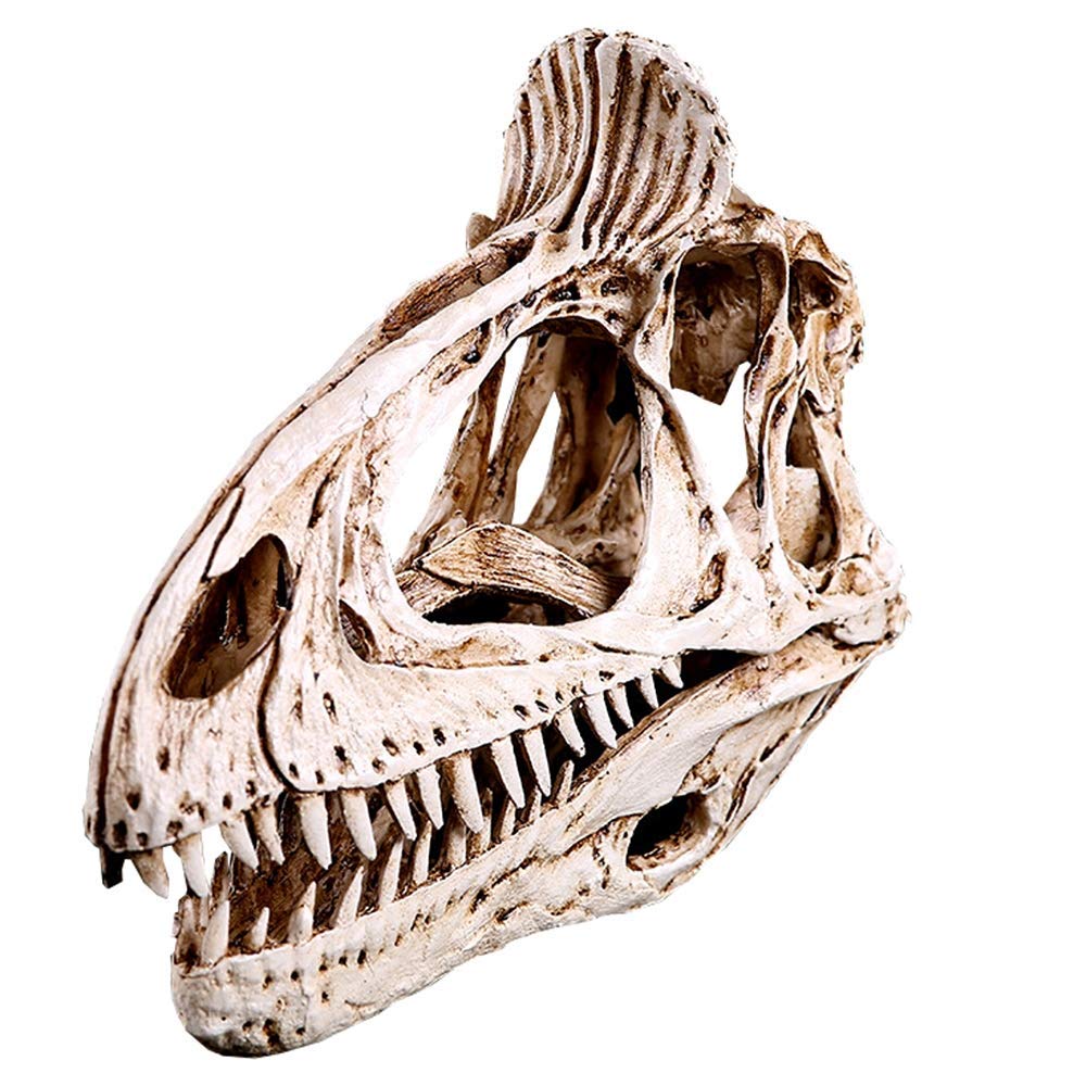 ステゴケラス 頭骨レプリカ その他 歯 化石 ステゴケラス 頭骨レプリカ その他 歯 化石