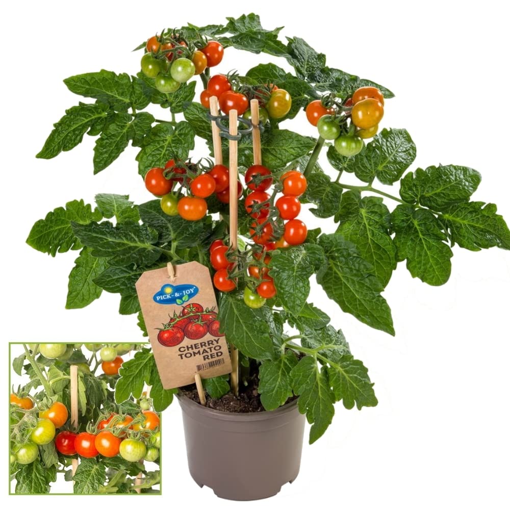 Exotenherz - Tomate cerise - tomate cerise - plante  nombreux fruits -  pour balcon et jardin - pot 14cm - lgumes  emporter : Amazon.fr: Jardin
