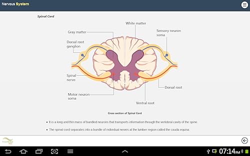 Human Body Anatomy