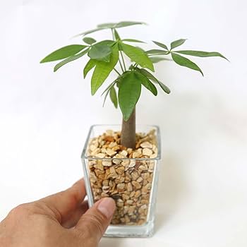 助けて観葉植物セット imgrc0112088950.jpg