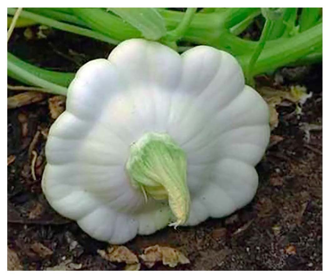 Early White Summer Scallop Blend Squash Seeds - Approximately 40 Seeds - Marde Ross & Comp