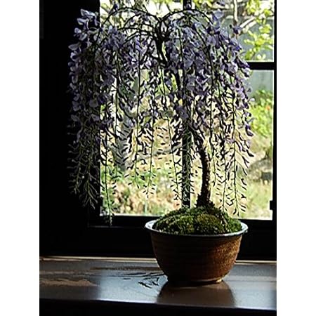 Amazon 藤盆栽 薄紫の藤のお花から 香りも楽しめます 信楽焼の鉢入り む 食器 グラス カトラリー オンライン通販