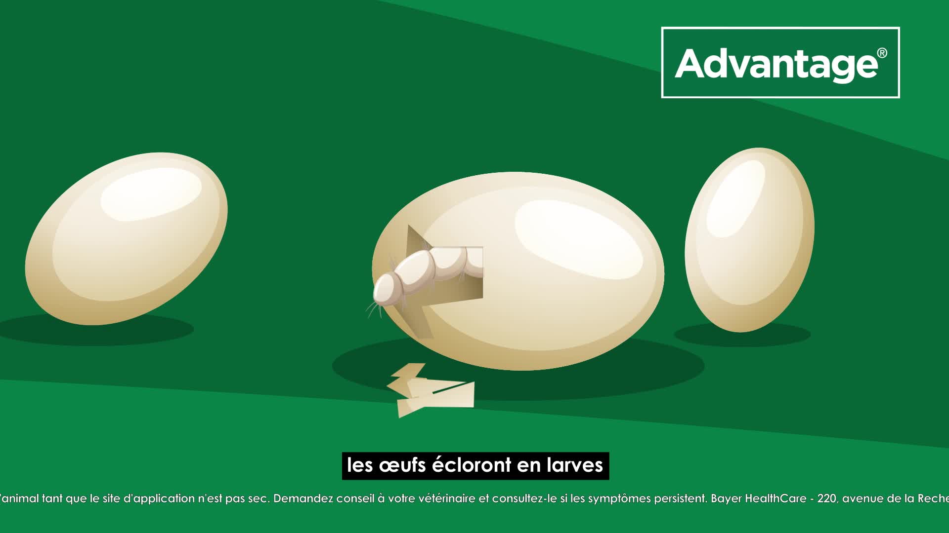 Advantage Chat Anti Puces Pour Chats Moins De 4kg 4 Pipettes Amazon Fr Animalerie