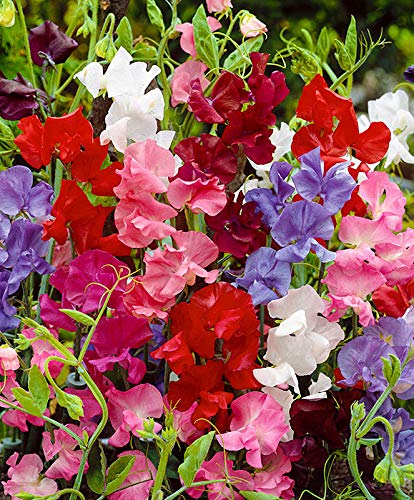 Seeds4Planting - Seeds Sweet Pea Mix Fragrant For Indoor Pot Annual Flowers For Planting #TOP5