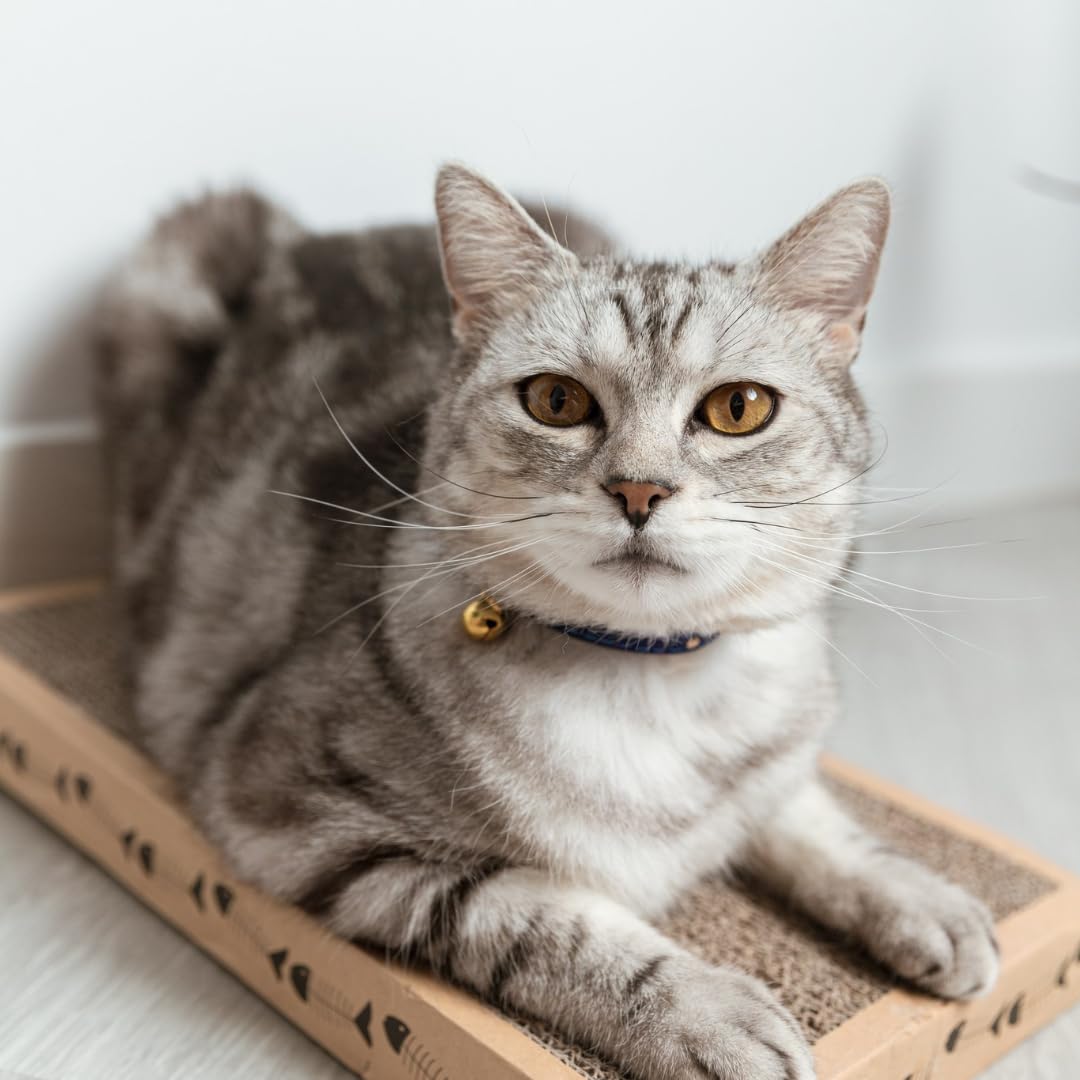 Katzenhalsband, Samt mit goldenen Messingelementen, Quantenenergie & Heilfrequenzen, blau, für Katzen