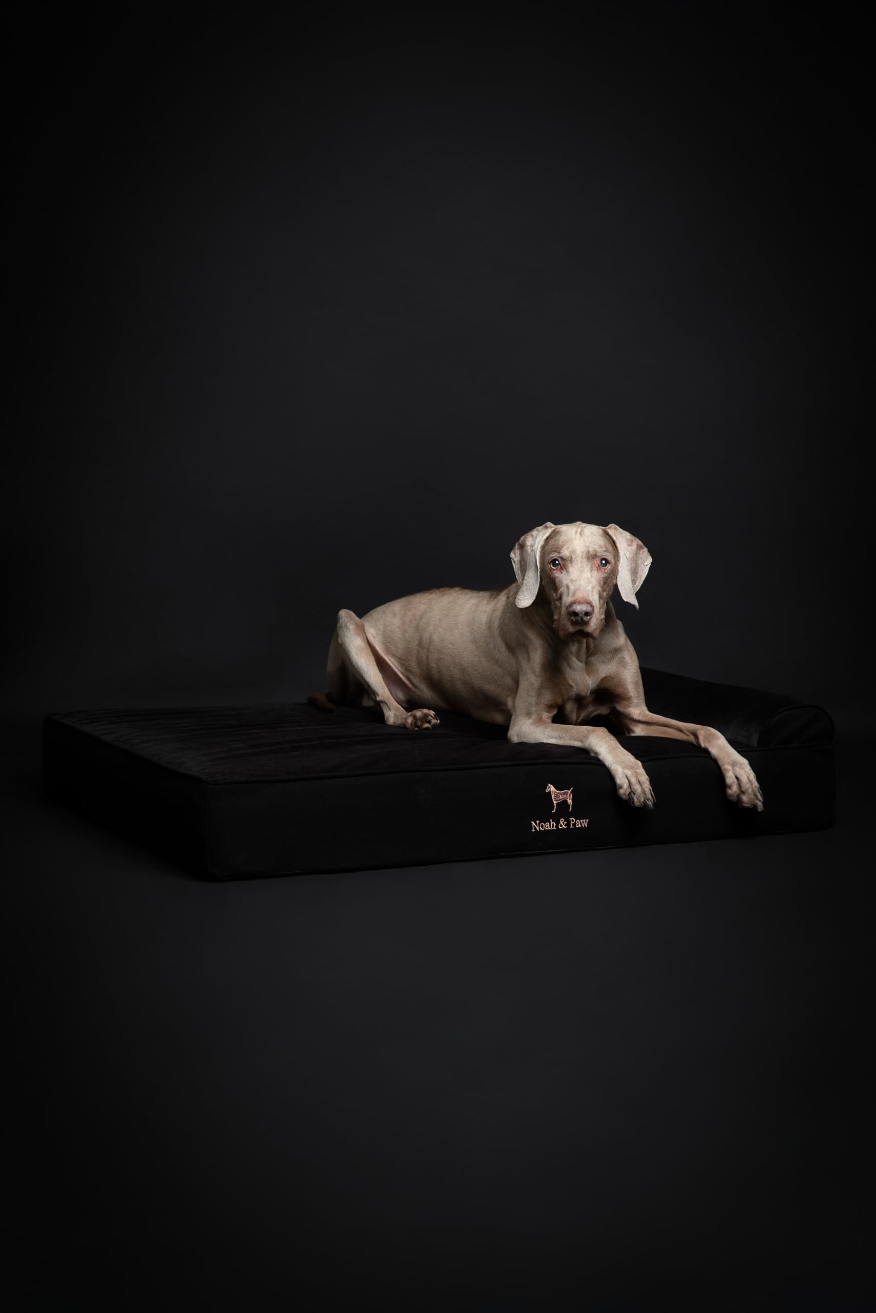 NOAH & PAW XL Dog Bed, 45x35x11 Inch, Orthopedic Large Dog Beds, Eggshell Memory Foam Infused with Cooling Gel, Waterproof, Machine Washable, Includes Inner Cover (Denim Collection)