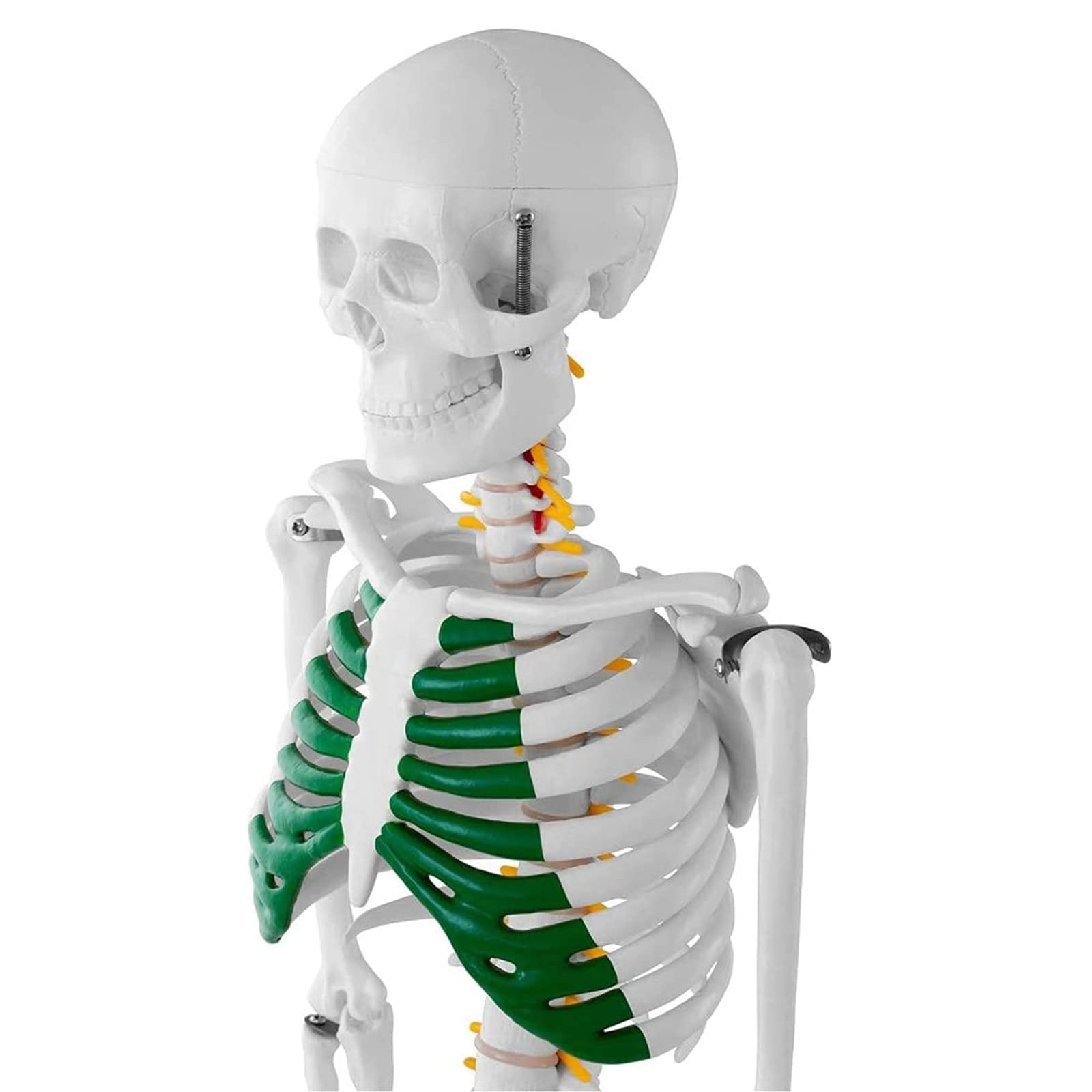 Model szkieletu człowieka, mini reprodukcja anatomii elementarnej 85 cm Model anatomiczny szkieletu człowieka do nauczania medycznego (PVC, z prętem nośnym, chrząstka w kolorze zielonym)