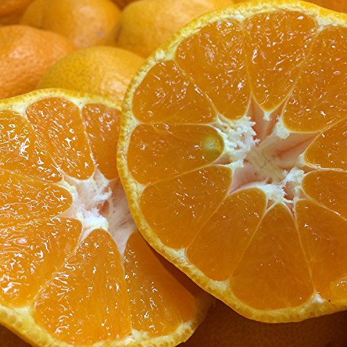 三ヶ日みかん 機能性表示食品 早生みかん 12/10くらいまで 優品M8kg【名古屋市中央卸売市場バイヤー...