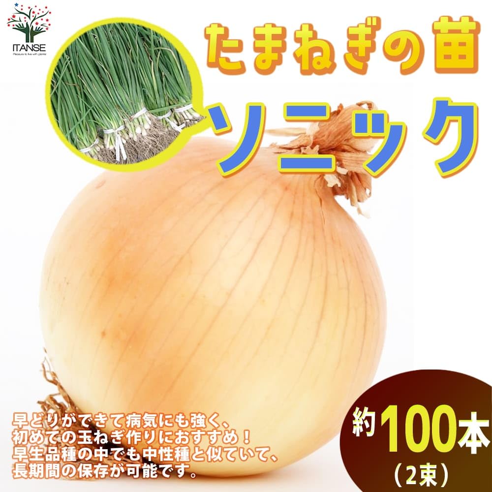 Amazon.co.jp: ITANSE 玉ねぎ抜き苗 品種：ソニック(早生) 2束