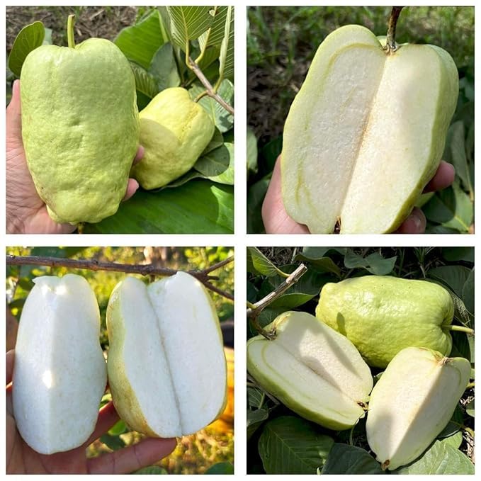 Image of All-Time 12 Months Hybrid GRAFTED Live Fruit Plant Original & Authentic Organic Tree for Outdoor Fast-Growing Fruit Plant Home Gardens Pack Of-1 (Seedless Guava Plant, Medium)