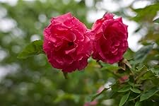 Review Image by allenmf allenmf