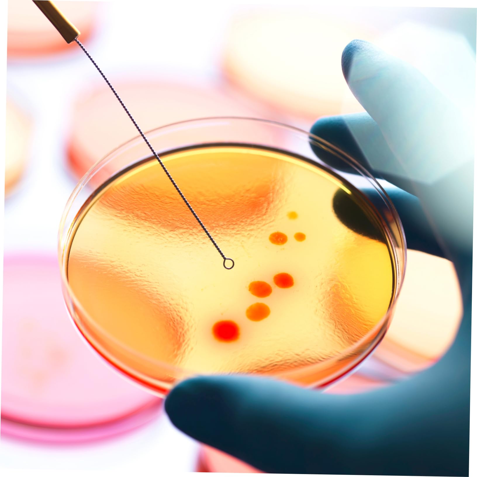 Cabilock Placas de Petri de 7cm con Agar Nutritivo Prevertido 20 Fácil de Transportar y Listas para Usar para Experimentos Científicos en Escuela