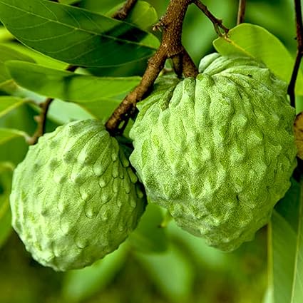 Amazon Co Jp アテモヤ 接木苗 4 5号ポット 品種で選べる果樹苗 接木苗 4 5号ポット 1個売り 森のアイスクリームとも呼ばれます 学名 Annona Atemoya タイプ バンレイシ科バンレイシ属 熱帯落葉性果樹 開花時期 4 6月頃 収穫時期 12月 2月 最近 日本のデパ Amazon Co Jp アテモヤ 接木苗 4 5号ポット 品種で選べる果樹苗 接木苗 4 5号ポット 1個売り 森のアイスクリームとも呼ばれます 学名 Annona Atemoya タイプ バンレイシ科バンレイシ属 熱帯落葉性果樹 開花時期 4 6月頃 収穫時期 12月 2月 最近 日本のデパ