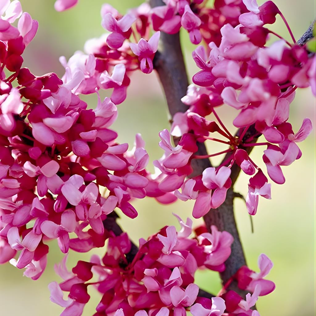 The Rising Sun Redbud Tree for Planting in Quart Pot, 12-18 Inch Tall, Eastern Redbud Tree with Seasonal Color Changes, Ornamental Tree for Home Garden Landscapes