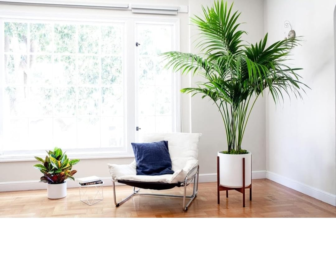 Modern Living Room Set with Palm Plant air purifier easy maintenance-image-11