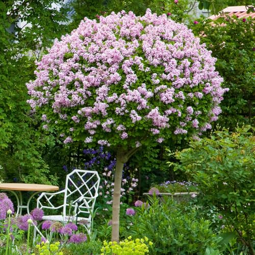 YouGarden Standard Lilac Tree Syringa 'Palibin' 90-120cm Tall in 3 Litre Pot, Potted Trees & Shrubs for Gardens or Patios, Supplied as 1 x Standard Lilac Tree in 3L Pot
