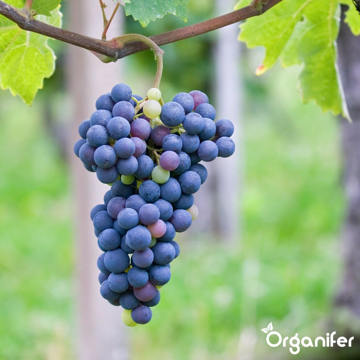 Copeaux De Corne 1-6 Mm - 20 Kg Pour 200 M2 - Engrais Azoté Organique 14% N Pour Légumes, Fruits, Pelouses Et Plantes Ornementales - Nutrition Longue Durée, Amélioration Des Sols - Organifer