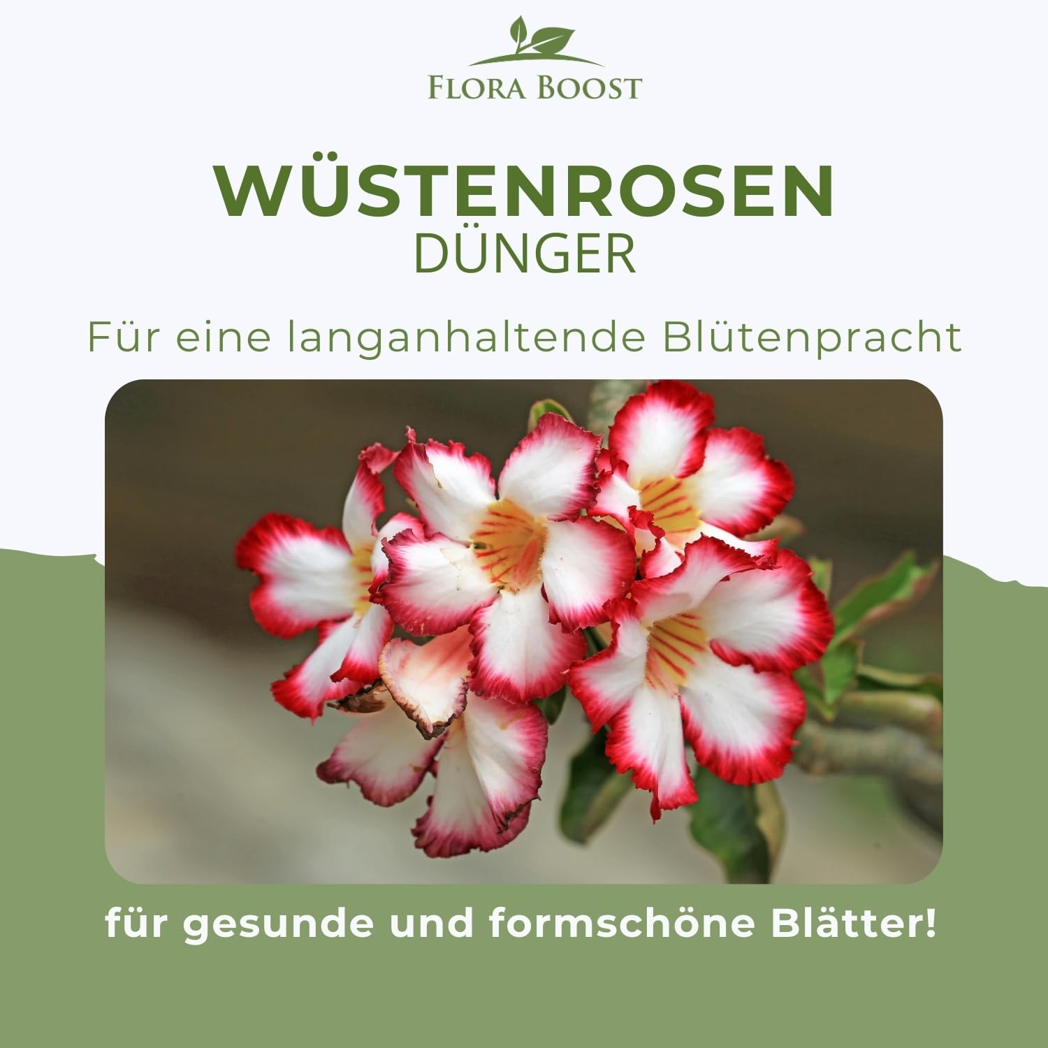 Wüstenrosen Dünger Flora Boost 5000ml I Für bis zu 1000L Gießwasser I Langzeit Blumendünger für Rosen I Flüssiger Blatt- & Wurzeldünger I 100% natürlicher Pflanzendünger