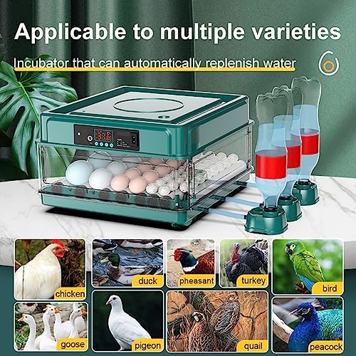 Incubateurs à œufs automatiques pour éviter les pertes de couvée - 5